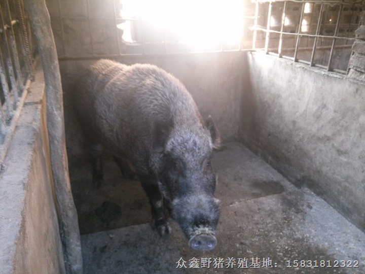 野猪肉 野猪种猪 特种野猪肉价格 