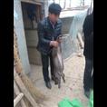 纯种野猪 纯种野猪养殖 纯种野猪价格 