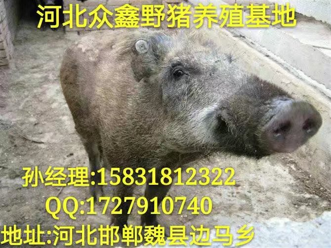 野猪肉价格 河北特种野猪肉**销售价格 