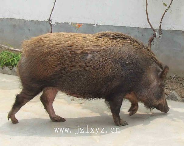 吉林野猪厂养殖野猪肉价格 野猪养殖前景怎么样？15831812322告诉你 