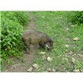 特种野猪养殖基地批发野猪肉及野猪种猪 