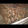 河北邯郸特种野猪肉价格 魏县批发野猪苗 