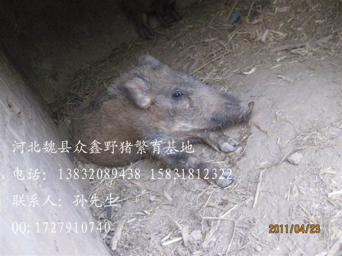 河北特种野猪养殖厂-魏县特种养殖野猪报价-112