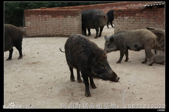 纯种野猪 特种野猪 河北众鑫野猪养殖基地 