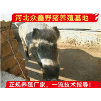 四川野猪养殖基地、本地50斤的野猪苗价格多少钱一只 