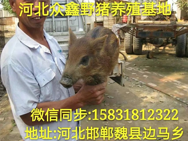 野猪苗养殖前景 目前国内小野猪价格多少钱一斤 