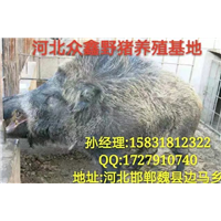 野猪苗20斤左右的多钱一只 中国**的野猪养殖地 