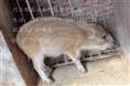 魏县野猪批发/河北野猪销售/河北野猪价钱01B