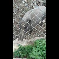 邢台野猪苗价格 邢台纯种野猪养殖基地 
