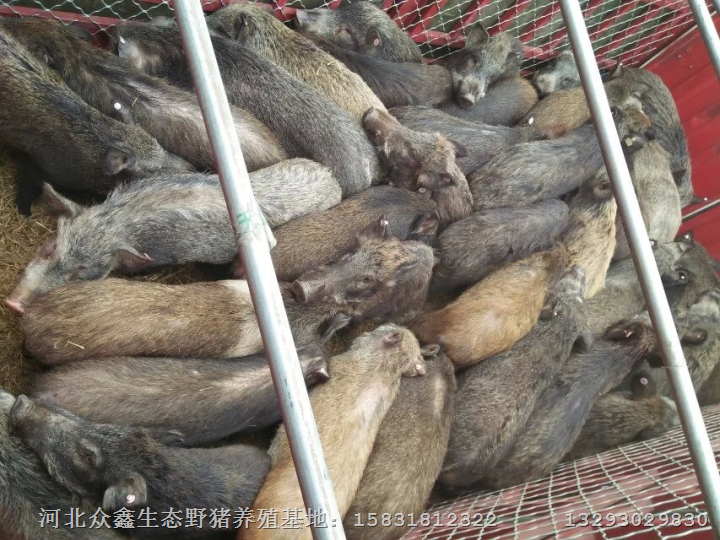 辽宁野猪|辽宁特种野猪|沈阳野猪肉价格 