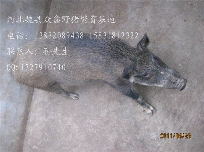 河北特种野猪养殖厂-魏县特种养殖野猪报价-89