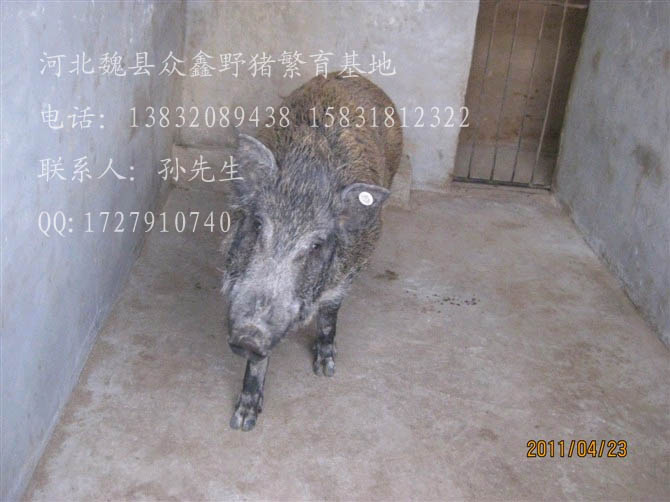 河北特种野猪养殖厂-魏县特种养殖野猪报价-98