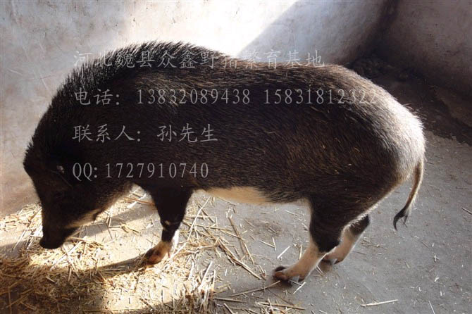 魏县野猪养殖基地【图】魏县野猪价格Z-3