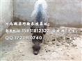 河北石家庄野猪 邯郸大型野猪养殖基地 秦皇岛野猪