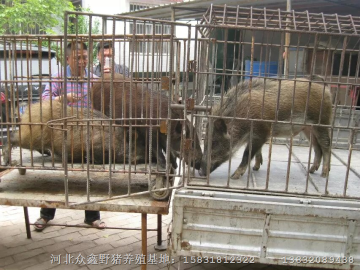 江苏野猪养殖场湖北野猪肉江西纯种野猪价格 