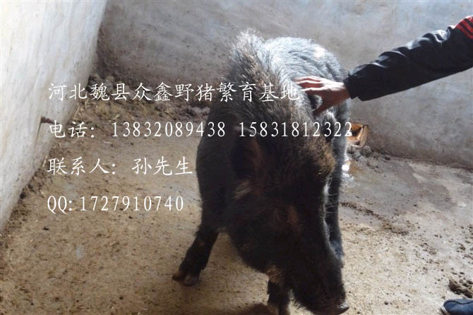 魏县野猪养殖基地【图】魏县野猪价格Z-5
