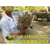 野猪苗养殖前景 目前国内小野猪价格多少钱一斤 