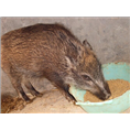 湖北荆门野猪肉 黄冈野猪养殖 孝感特种野猪养殖基地 
