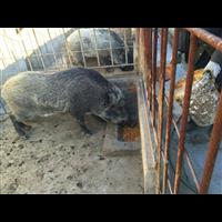 江西野猪养殖 南昌特种野猪养殖基地 