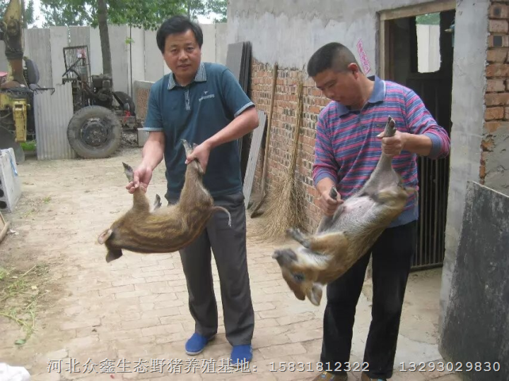 河南野猪养殖基地有大型的吗？濮阳野猪苗 