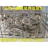 贵州哪里有正规野猪养殖基地 附近地区野猪苗价格多少钱一只 