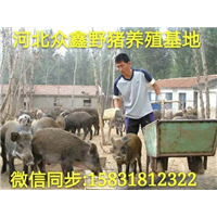 中国哪里有规模化野猪养殖场  常年面向市场大量批发优质野猪苗 