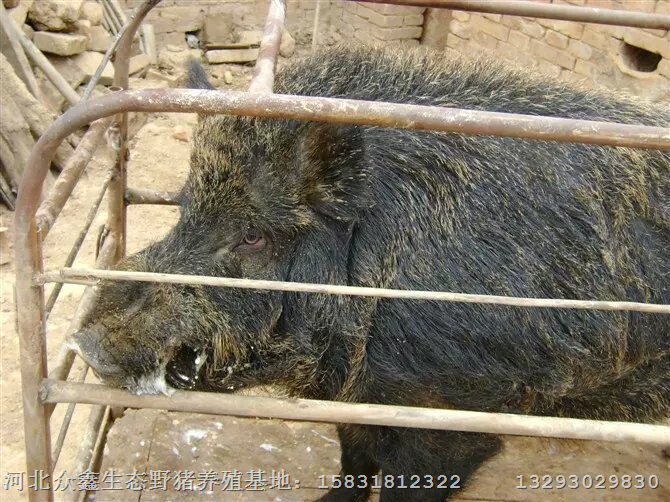 生态野猪肉肉质好 口感好 超市酒店热销 