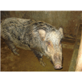 新疆野猪肉价格 陕西野猪养殖 榆林野猪养殖基地 