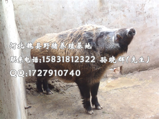 邯郸野猪养殖场 承德野猪肉价格 