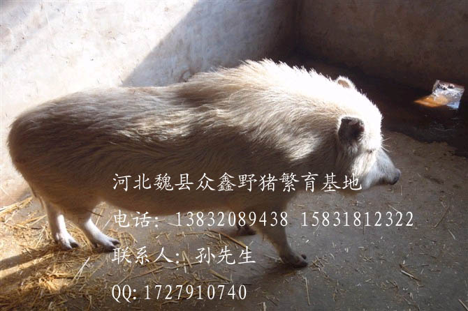 魏县野猪养殖基地【图】魏县野猪价格Z-1