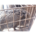 吉林野猪养殖 辽宁野猪肉 黑龙江野猪养殖基地 