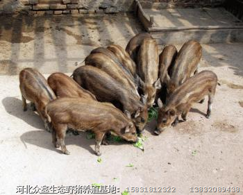 山西野猪养殖基地大量批发特种野猪及野猪苗 