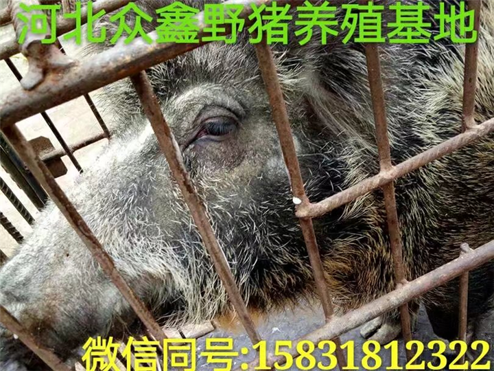 西宁野猪养殖场   青海生态野猪养殖基地 