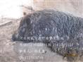 河北特种野猪价格-河北豪猪价格查询-75