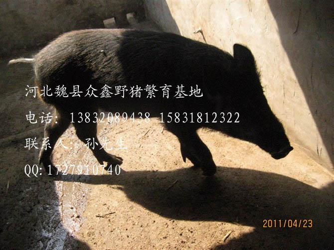 河北特种野猪价格-河北豪猪价格查询-57