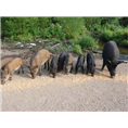 安徽野猪肉|安徽野猪养殖|合肥小野猪批发 