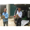 安徽野猪养殖江苏纯种野猪河南野猪肉价格 