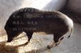 魏县野猪养殖基地【图】魏县野猪价格Z-3