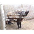 邯郸野猪养殖场 承德野猪肉价格 