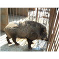 **惠的野猪肉价格 河北河南山东山西野猪养殖基地 
