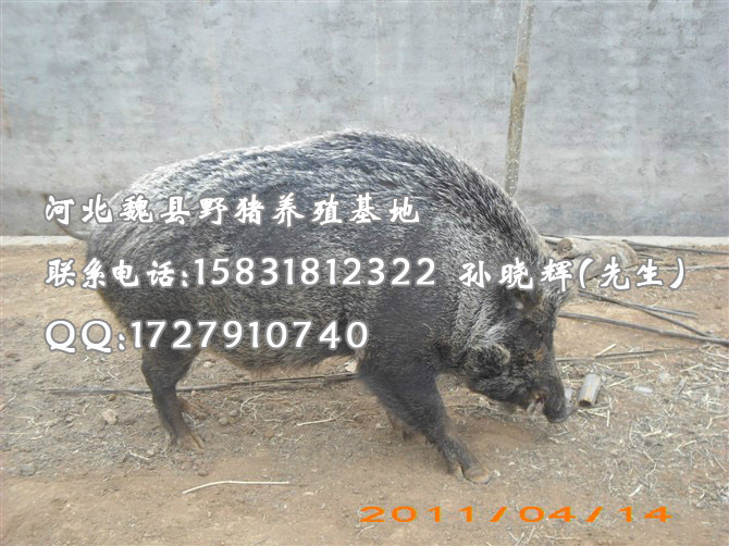 特种野猪养殖 野猪肉价格 河北野猪养殖厂家