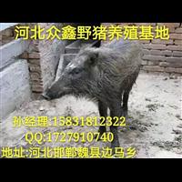宁夏野猪养殖 银川**的野猪养殖交易中心 