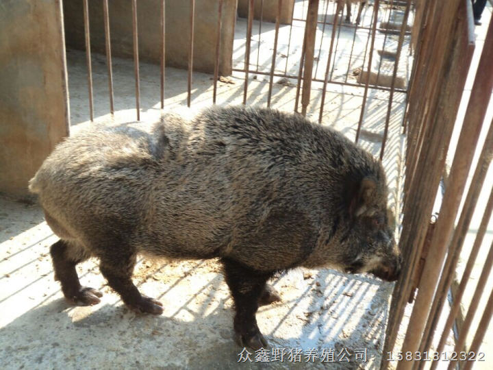 **惠的野猪肉价格 河北河南山东山西野猪养殖基地 