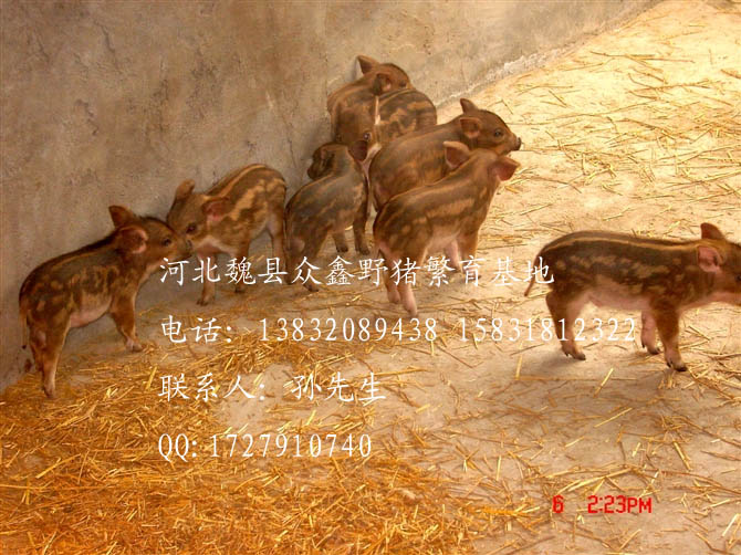 河北野猪价格-河北特种野猪养殖Q-01