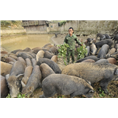 湖北特种野猪养殖 神农架大型野猪养殖繁育基地 