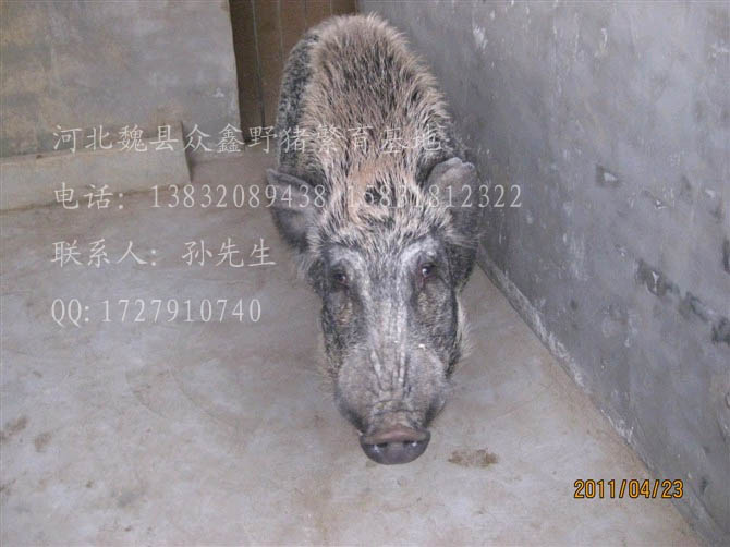 河北特种野猪养殖厂-魏县特种养殖野猪报价-93