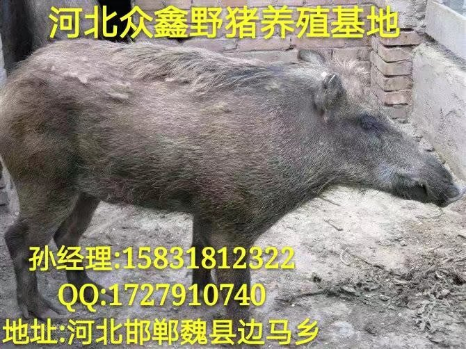 唐山野猪 河北**的野猪养殖交易中心 