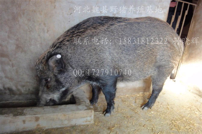 野猪批发/河北野猪销售/河北野猪价钱04