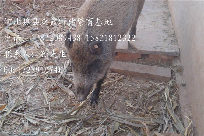 魏县野猪价格-河北野猪价格-河北特种养殖V-06