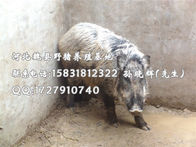 特种野猪养殖 野猪肉价格 河北野猪养殖厂家